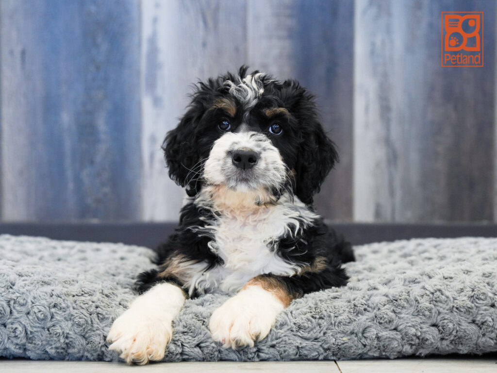 Anika - Bernadoodle