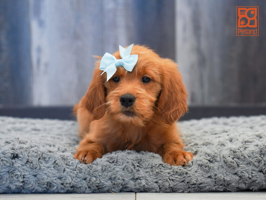 Mini Goldendoodle