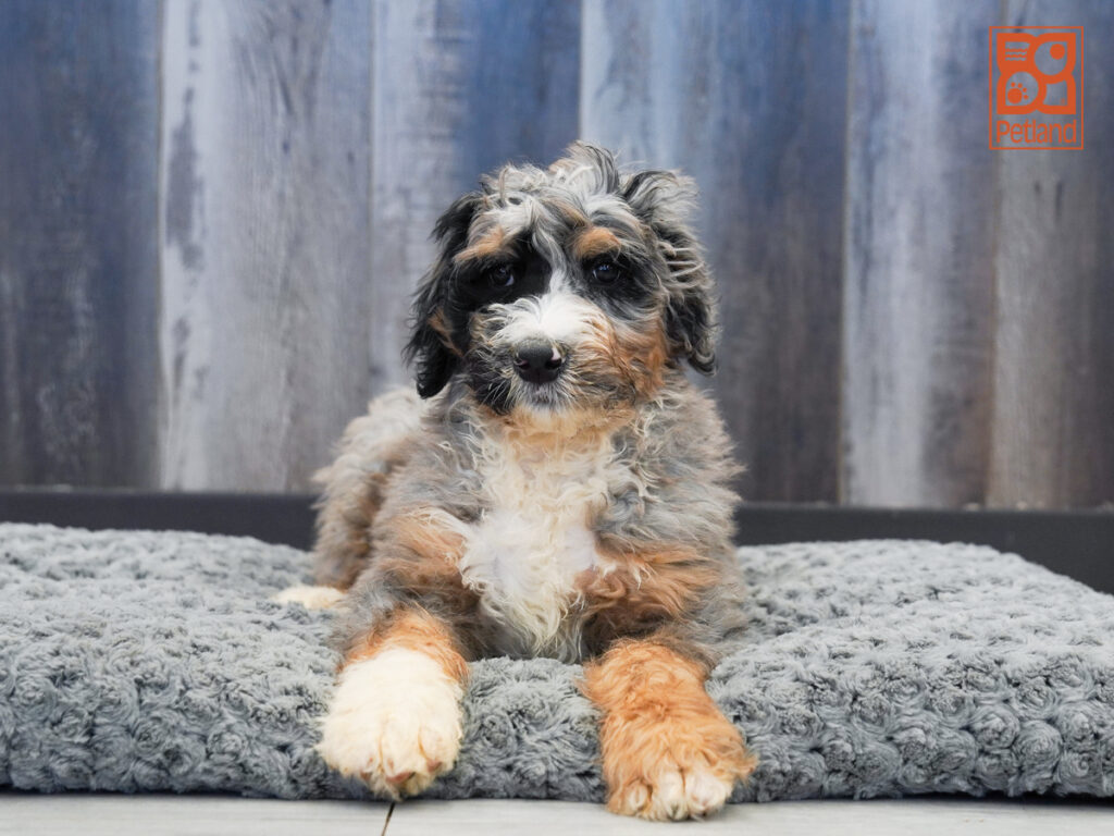 Bishop - Bernedoodle