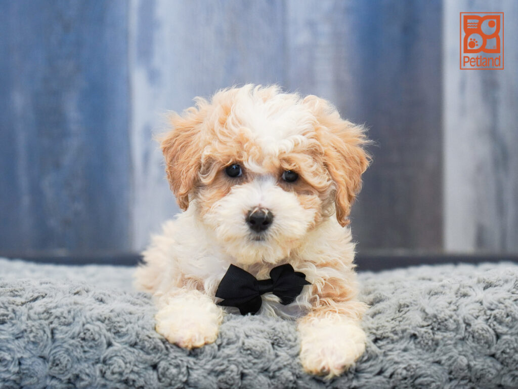 Typhoon - Bichapoo