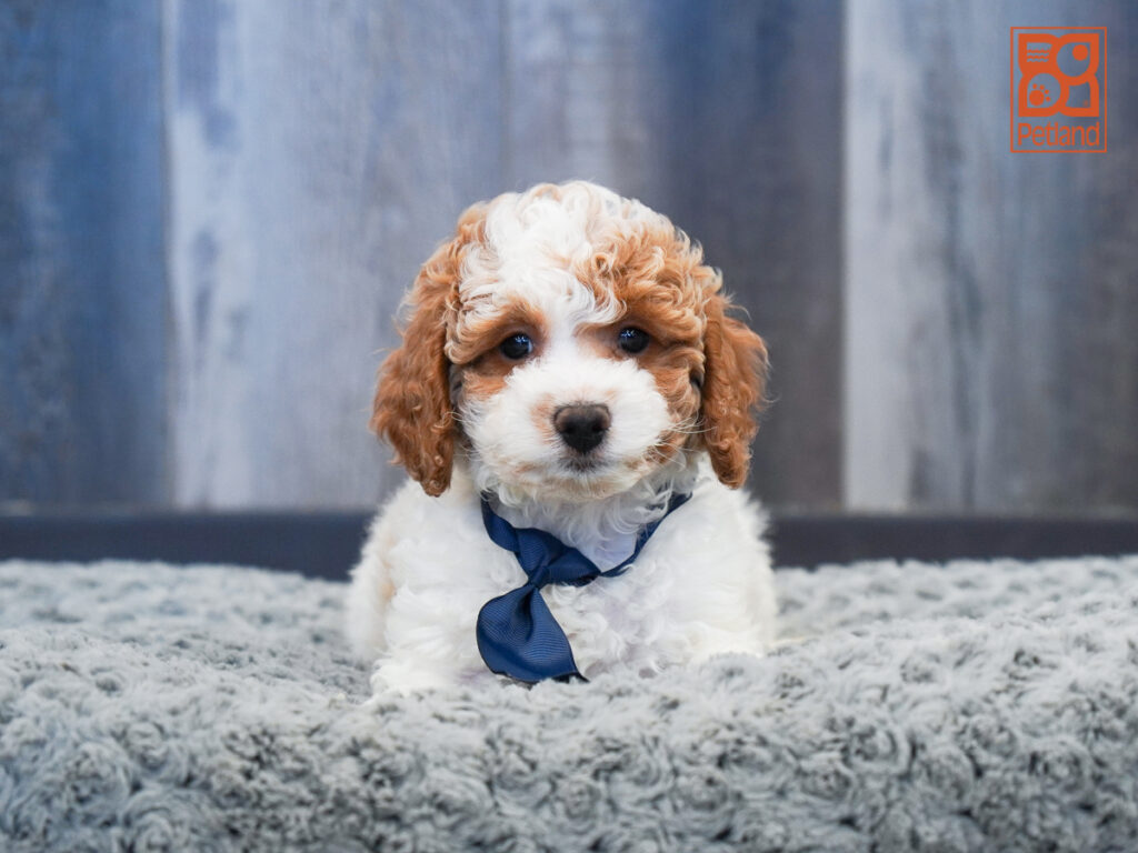 Brinkley - Cavapoo