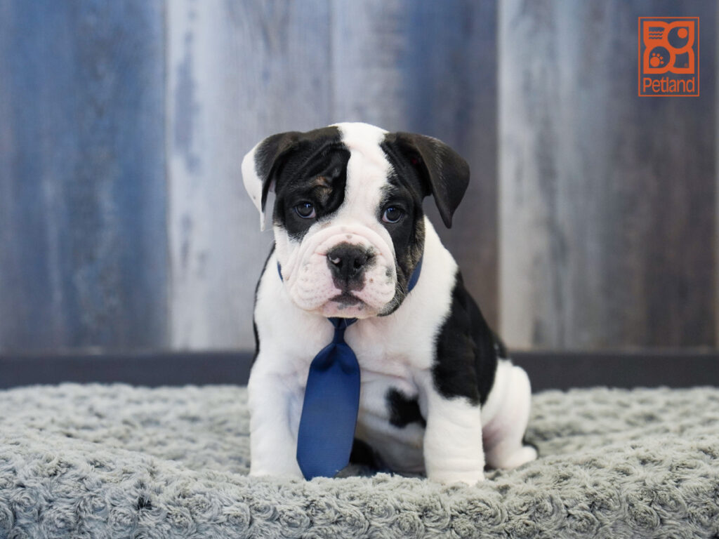 Cannon - English Bulldog