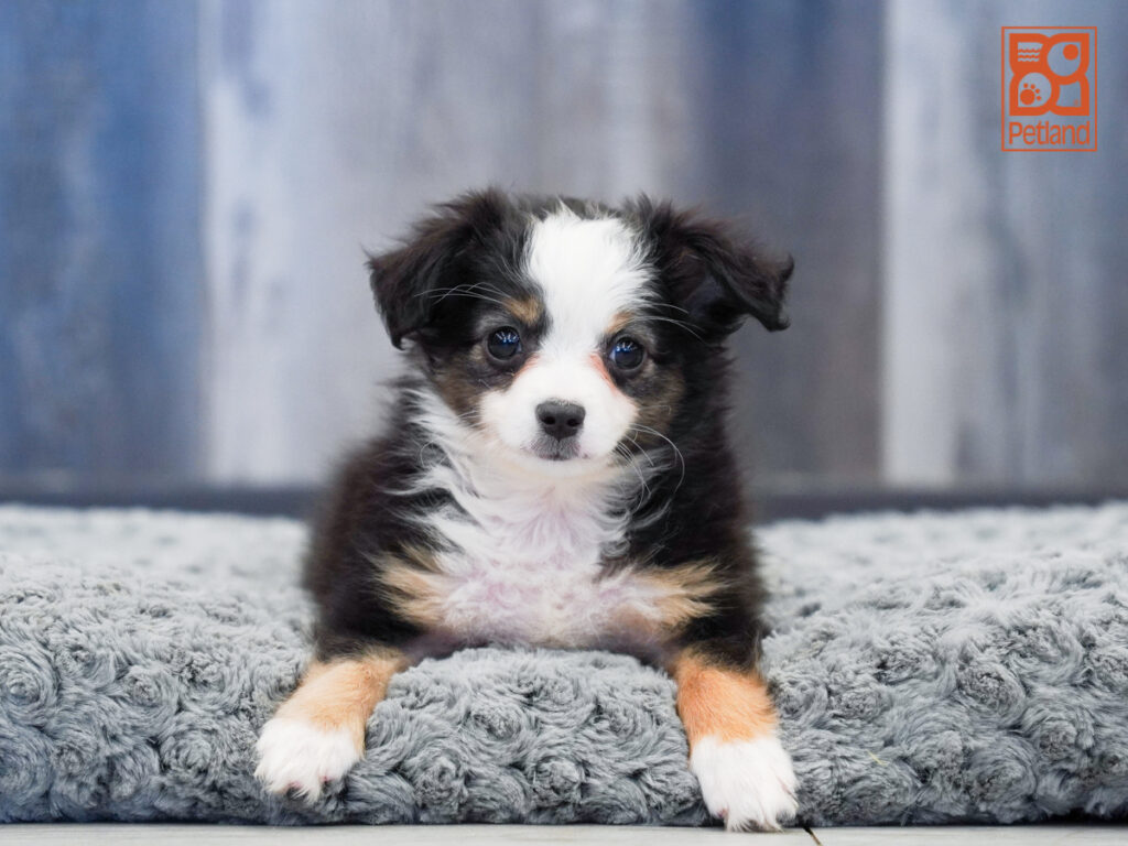 Corky - Mini Australian Shepherd