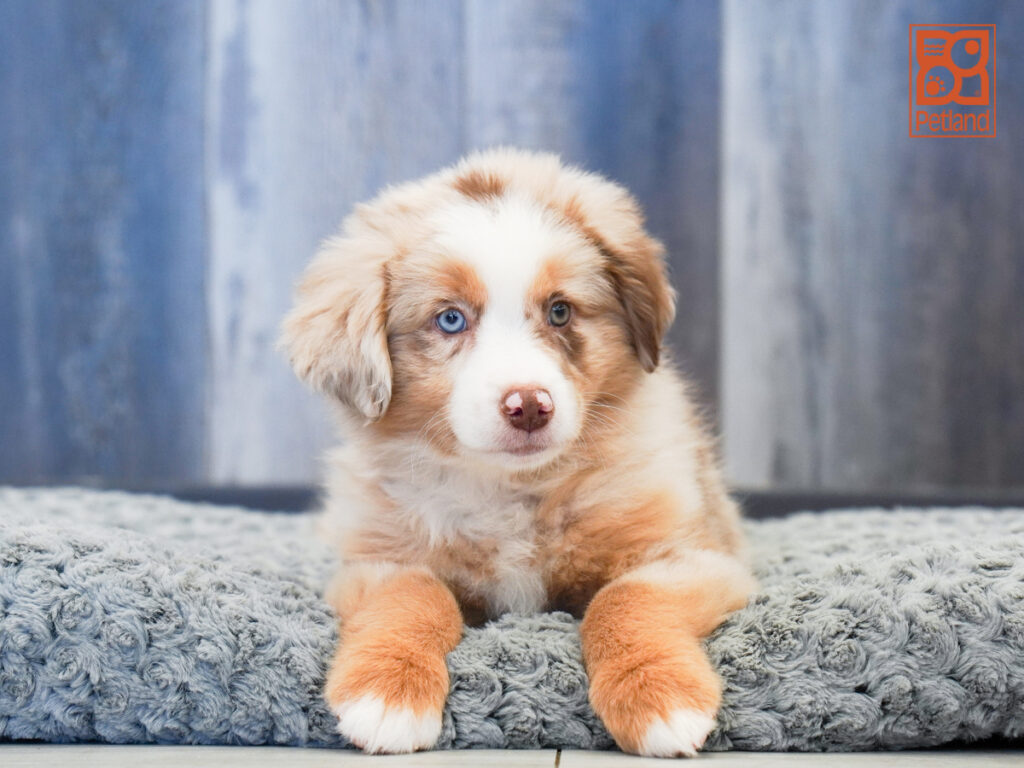 Hodor - Mini Australian Shepherd
