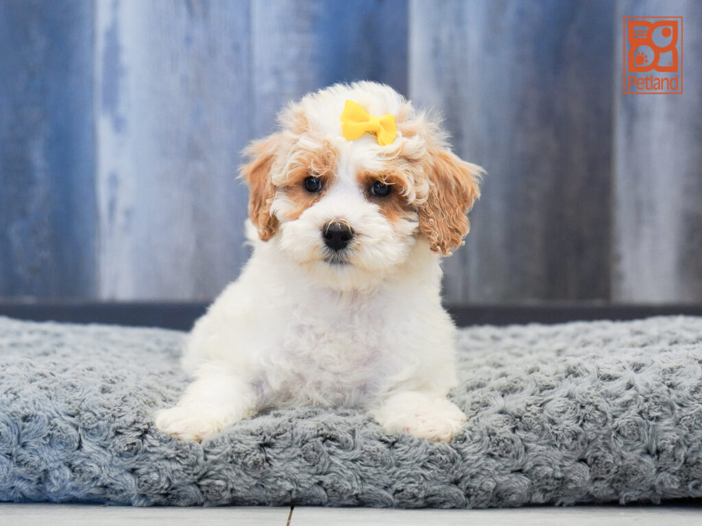 Jethro - Mini Goldendoodle