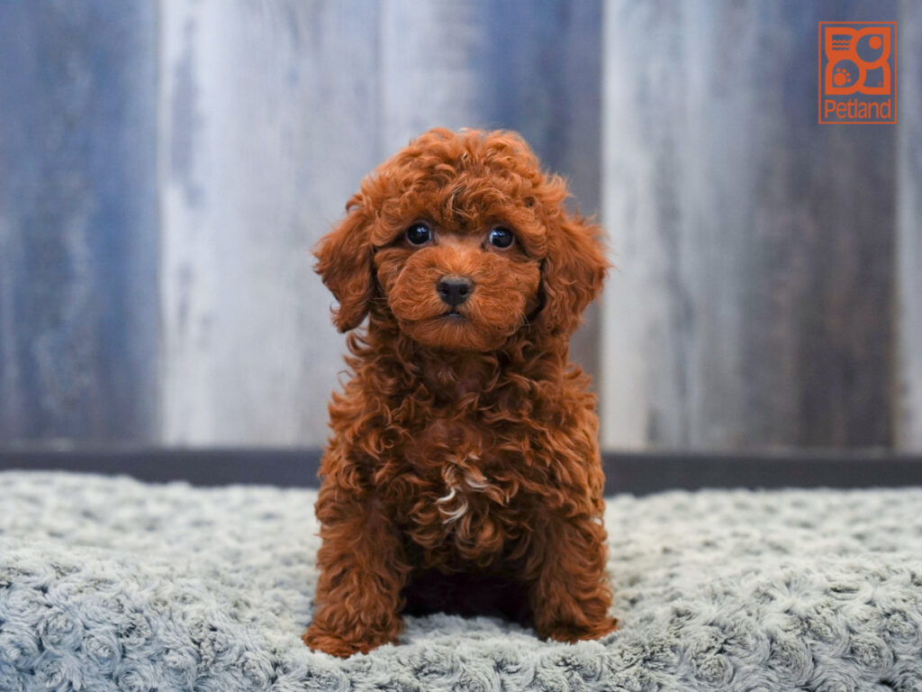 Kelvin - Poodle
