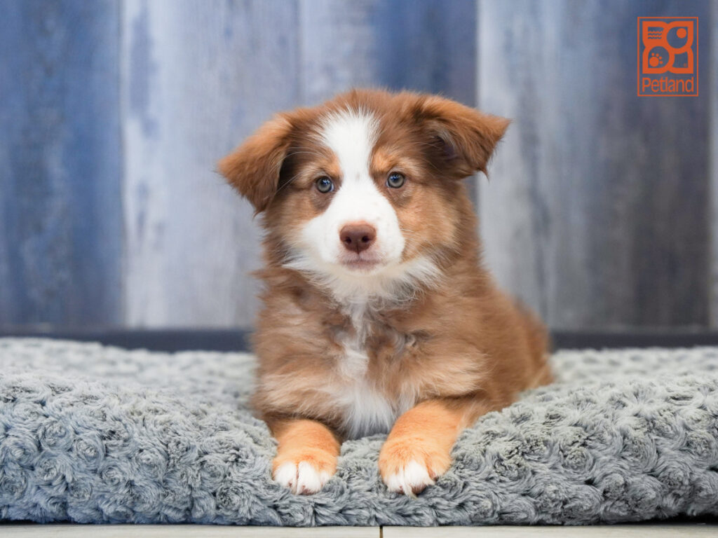 Kismet - Mini Australian Shepherd