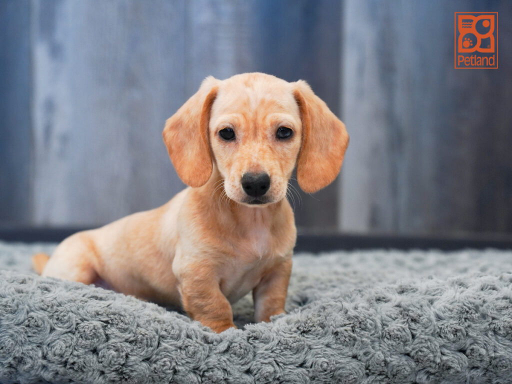 Dachshund