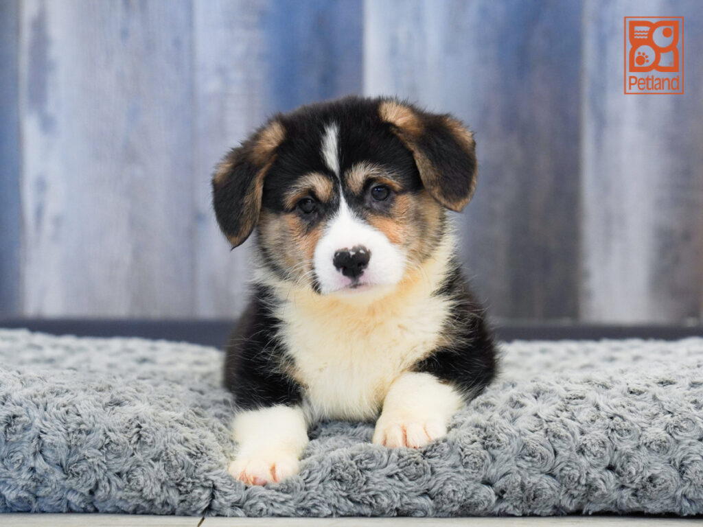Marshall - Pembroke Welsh Corgi