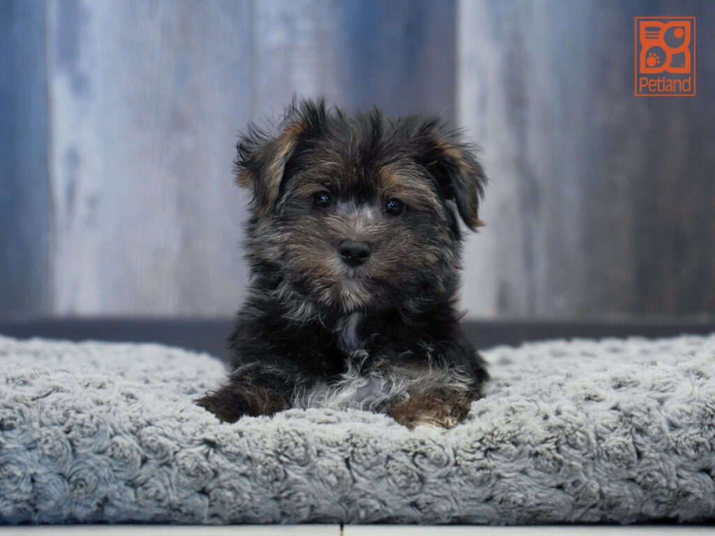 Midas - Morkie