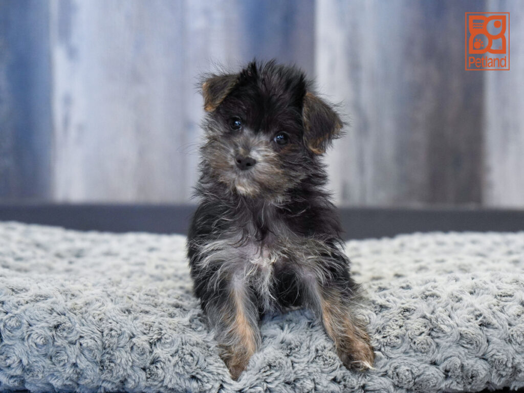 Nikita - Morkie