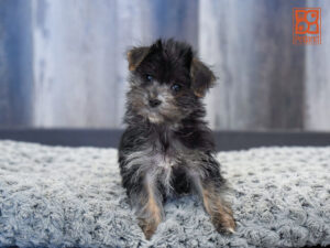 Morkie