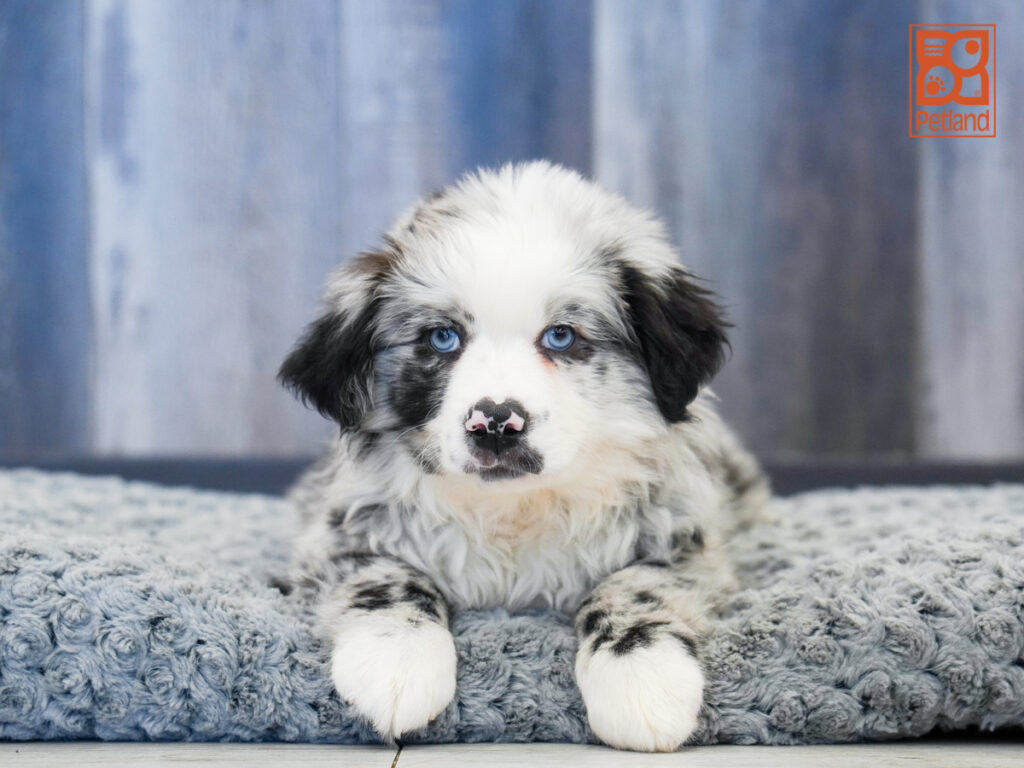 Ronin - Mini Australian Shepherd