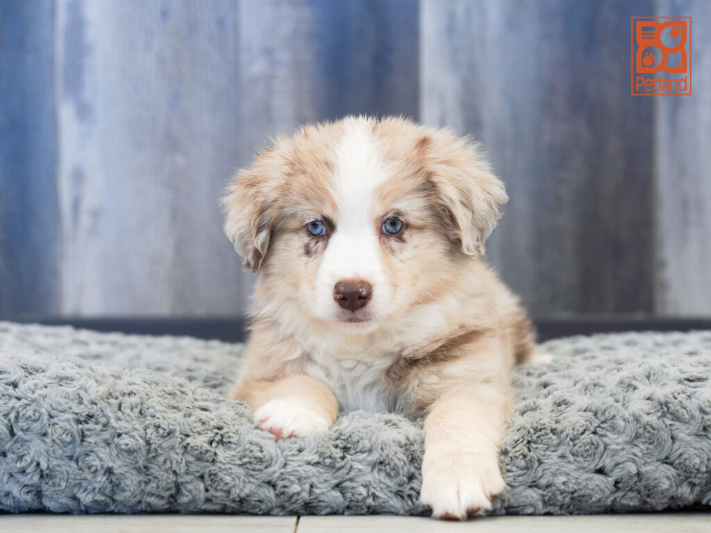 Ruby-June - Mini Australian Shepherd
