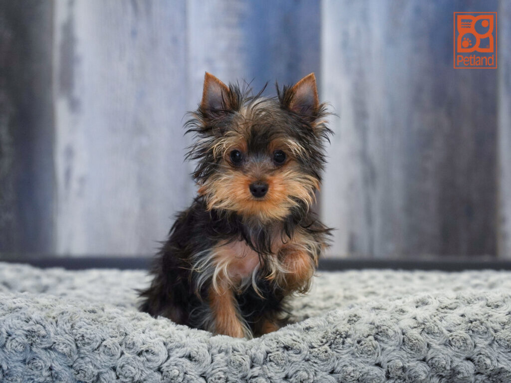 Yorkshire Terrier