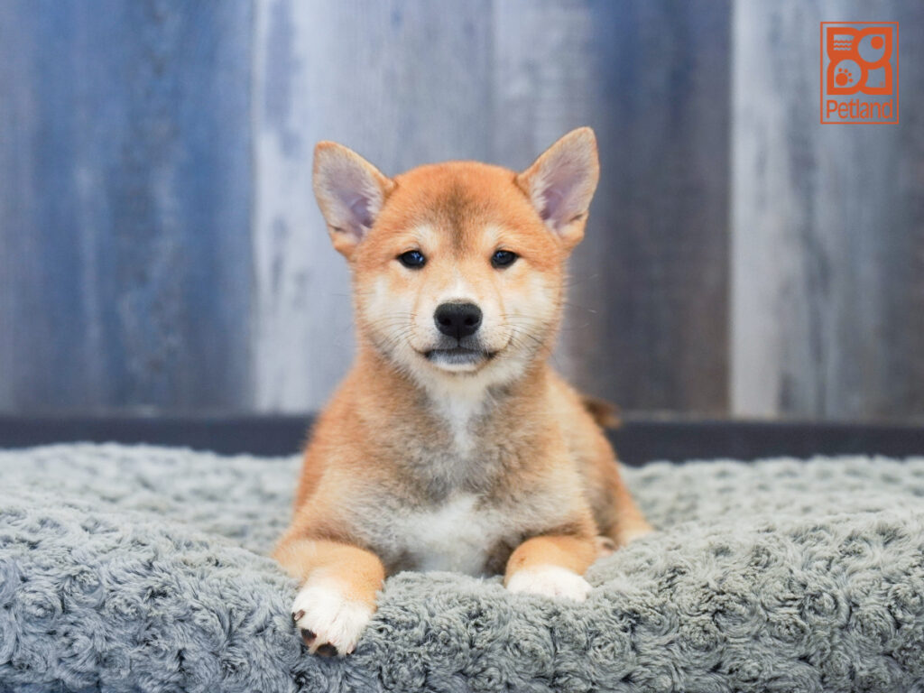 Maddie - Shiba Inu
