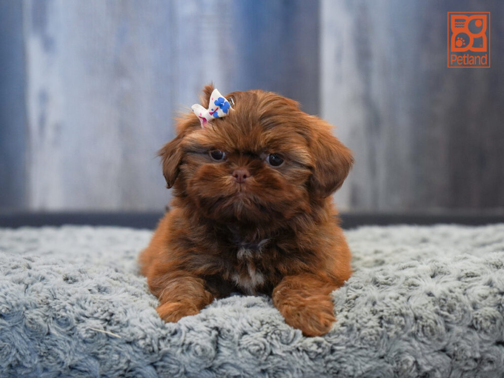 Shih Tzu