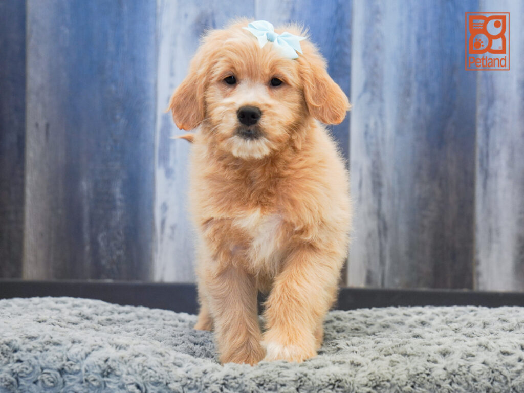 Silvana - Mini Goldendoodle