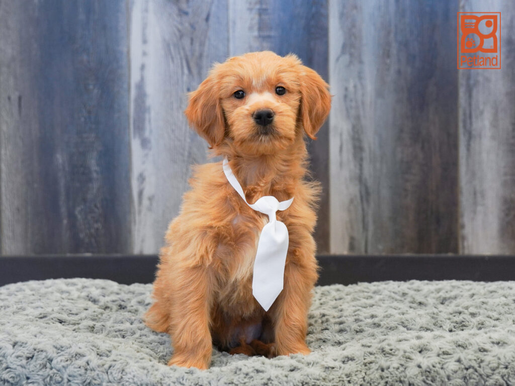 Sarge - Mini Goldendoodle