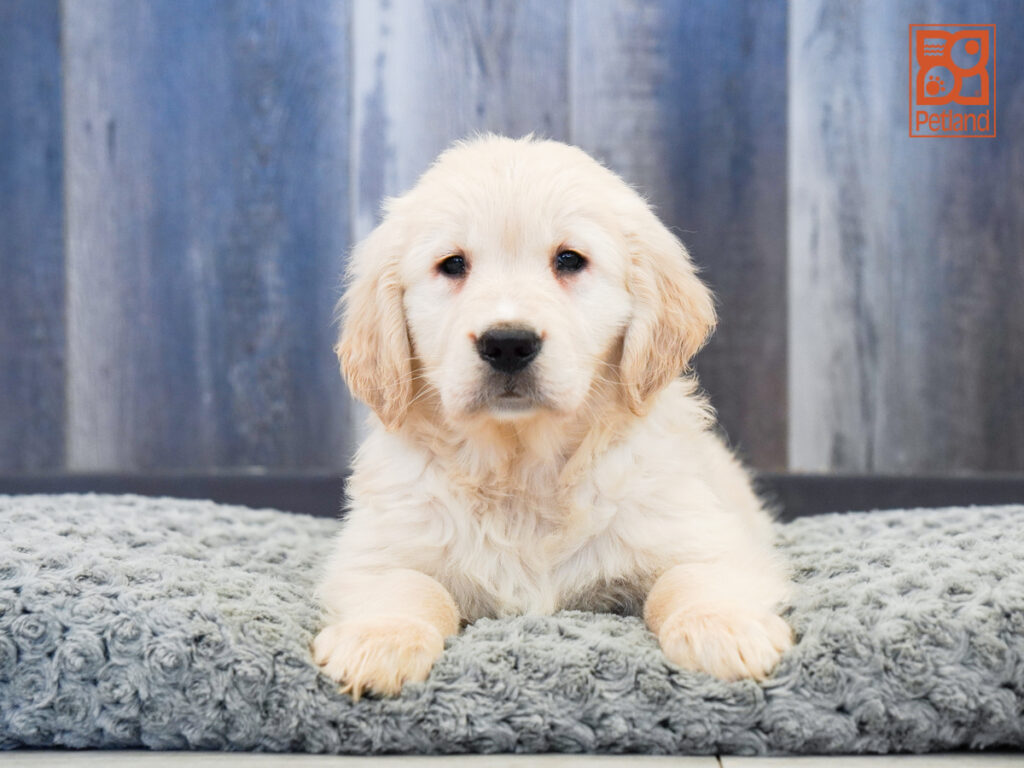 Tiberius - Golden Retriever