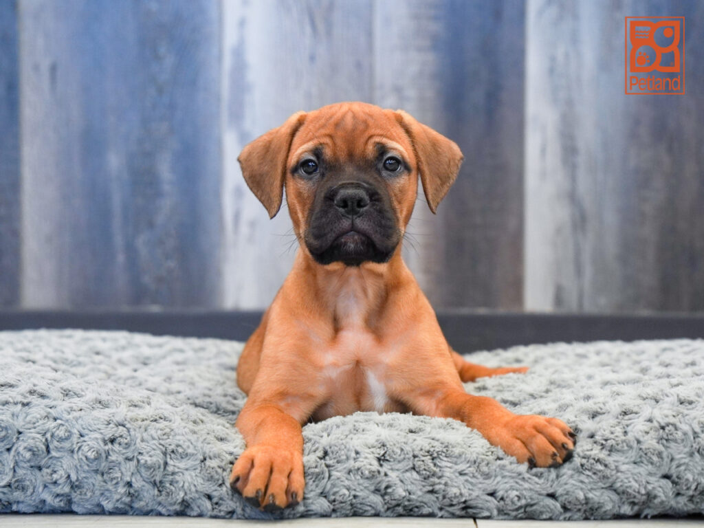Tilly - Bullmastiff