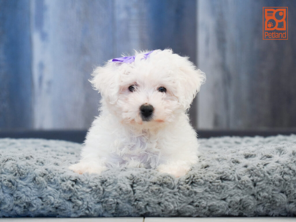 Kayla - Bichon Frise