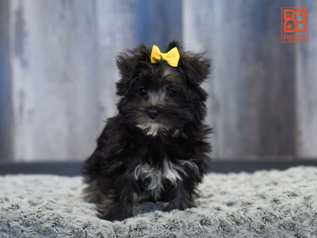 Spring - Morkie