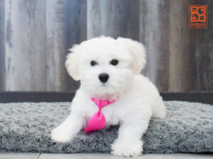 Petland Largo Florida Coton De Tulear puppy available