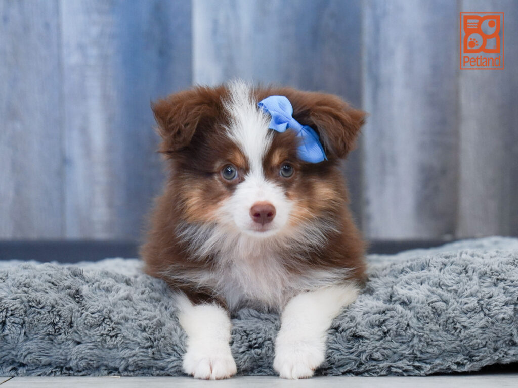 Stark - Miniature Australian Shepherd