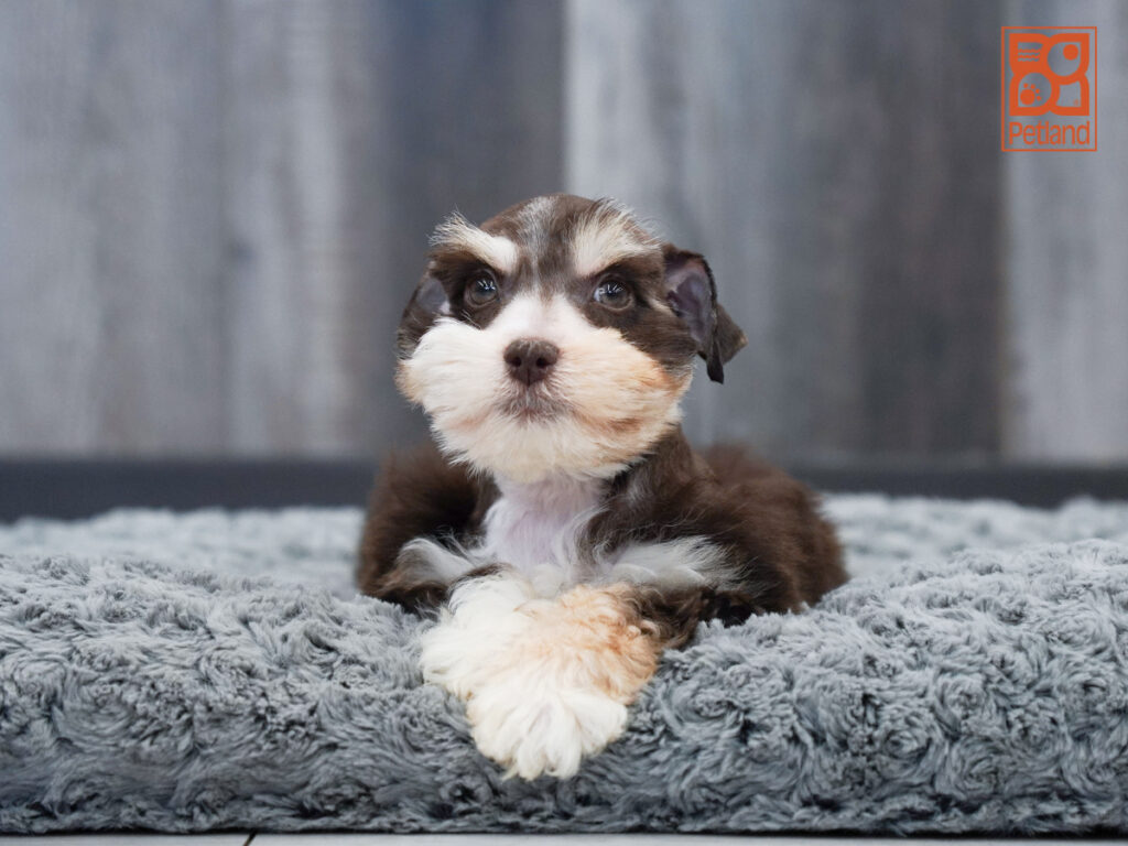 Kalani - Miniature Schnauzer