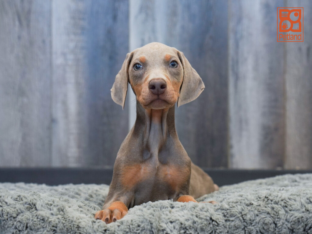 Aisha - Doberman Pinscher