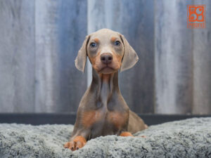 Petland Largo Florida Doberman Pinscher puppy available