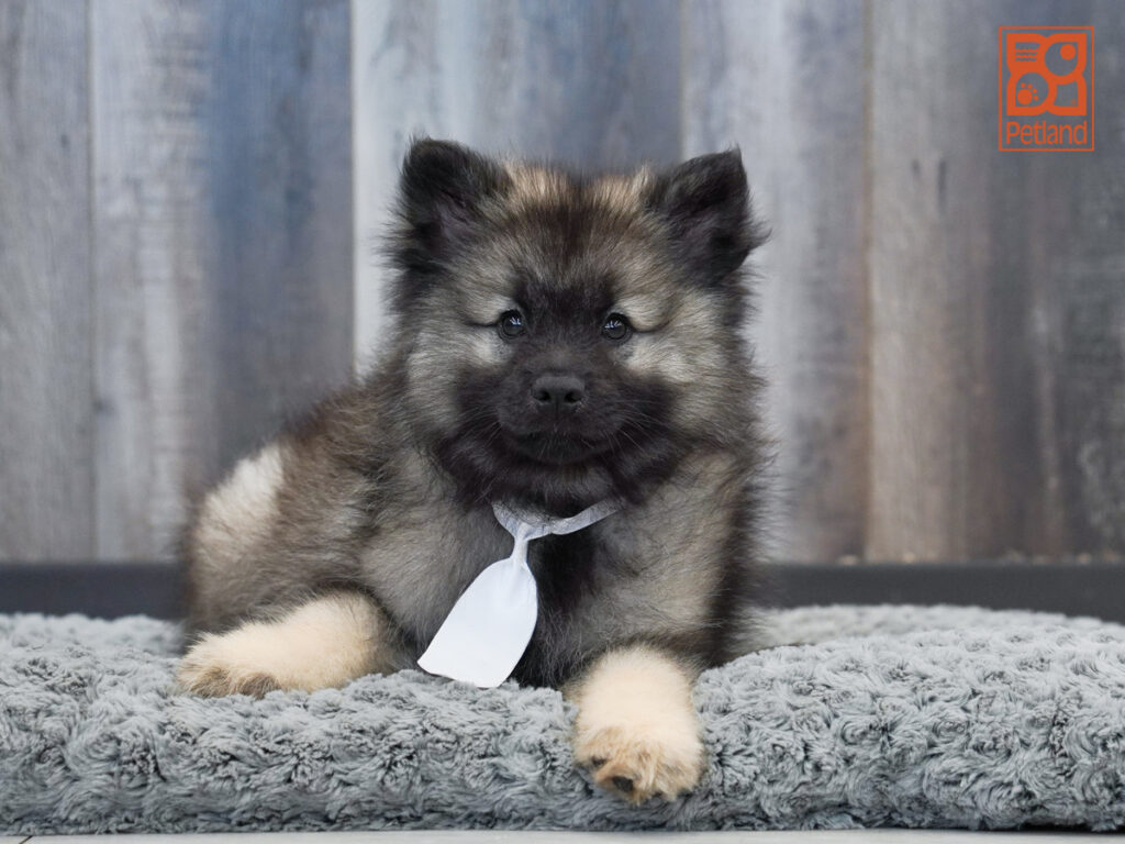 Blitz - Keeshond