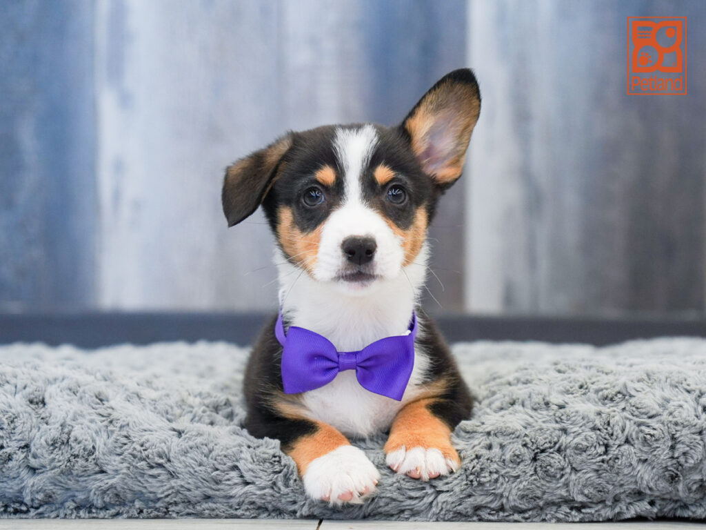 Riot - Pembroke Welsh Corgi