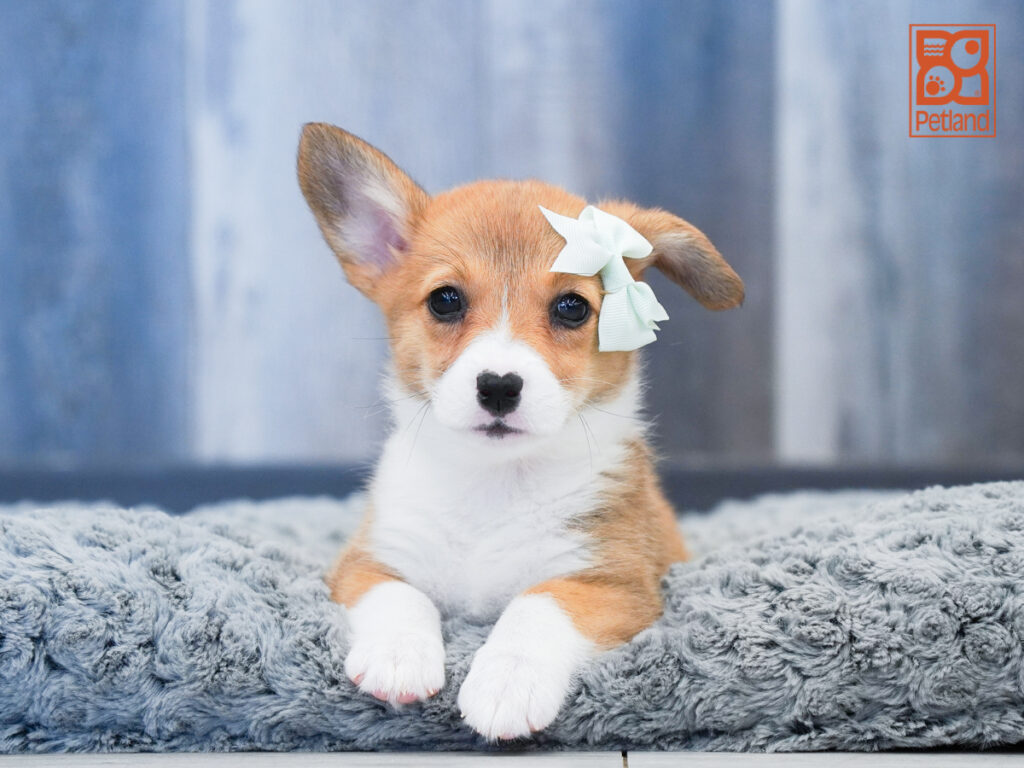 Cuddles - Pembroke Welsh Corgi