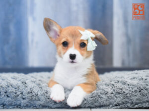 Petland Largo Florida Pembroke Welsh Corgi puppy available