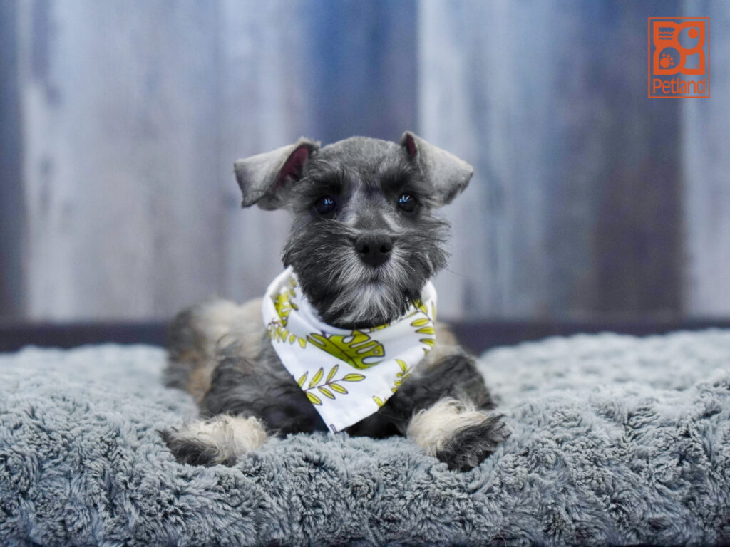 Shaggy - Miniature Schnauzer