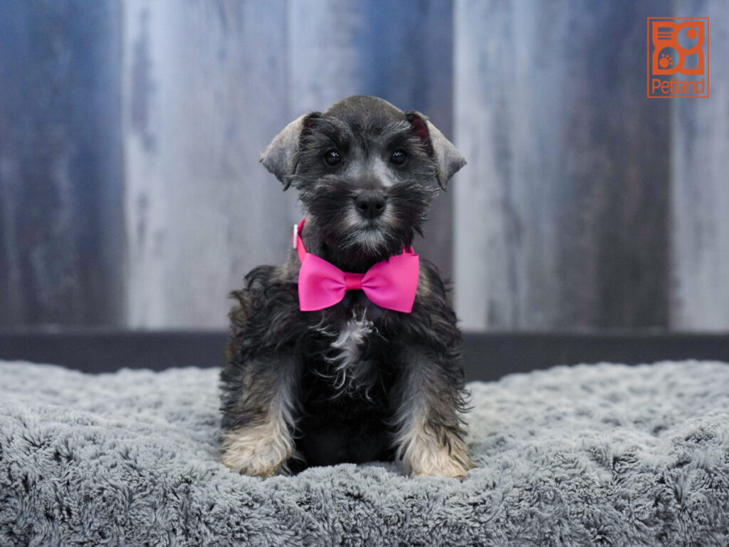Dodge - Miniature Schnauzer