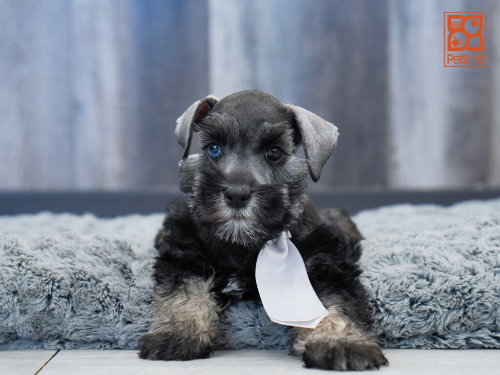 Fritz - Miniature Schnauzer