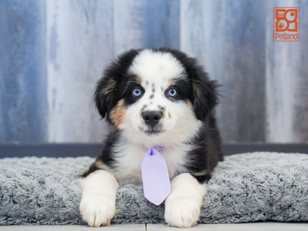Rocko - Miniature Australian Shepherd