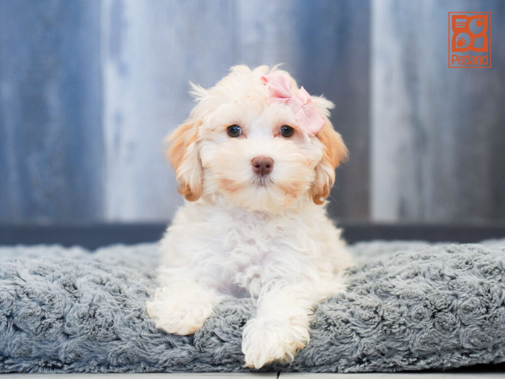 Carla - Schnoodle