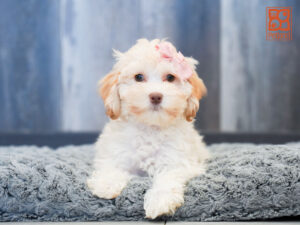 Petland Largo Florida Schnoodle puppy available