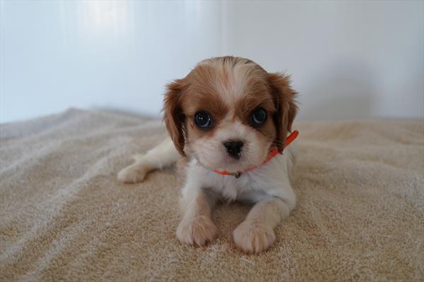 Ziva - Cavalier King Charles Spaniel