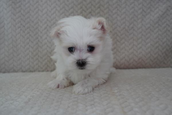 Commander - Maltese