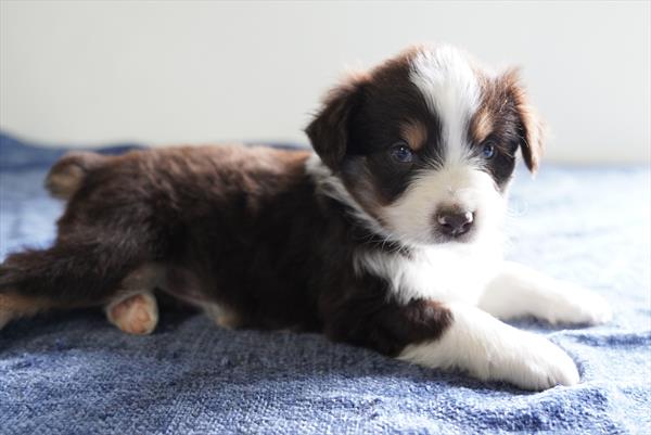 Tangerine - Australian Shepherd