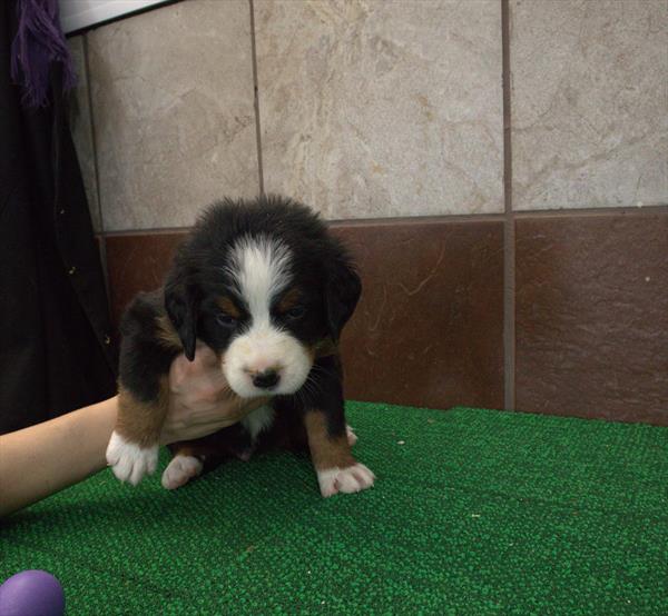 Paladin - Bernese Mountain Dog