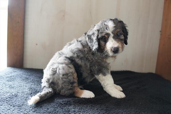 Bullet - Bernedoodle