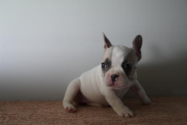 Verity - French Bulldog