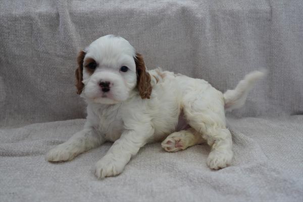 Brawler - Cavapoo