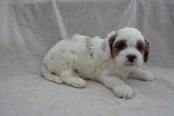 Venetia - Cavapoo
